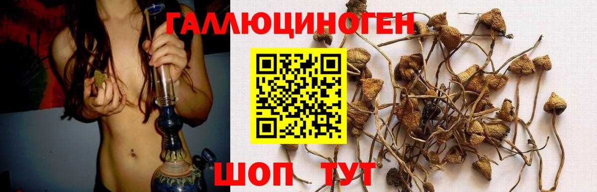 Псилоцибиновые грибы Psilocybine cubensis  что такое   Мегион 